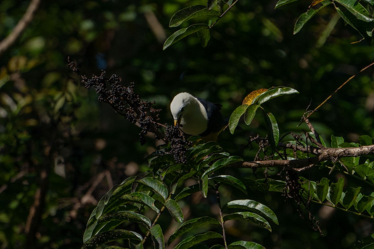 Black-backed Fruit-Dove - ML580110891