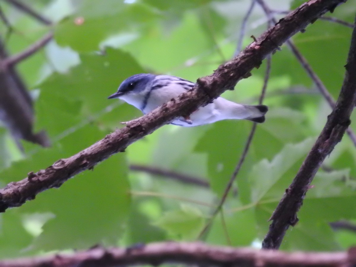 Cerulean Warbler - Isaiah Craft