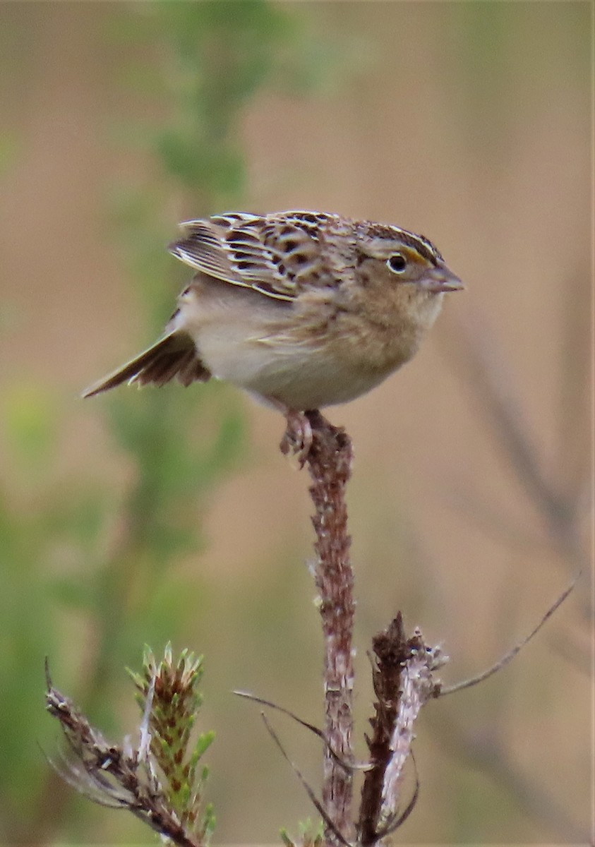 Grasshopper Sparrow - ML580111841