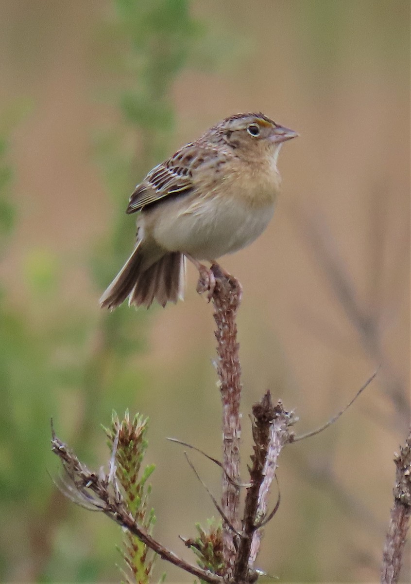 Grasshopper Sparrow - ML580111951