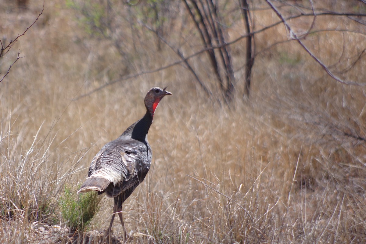 Wild Turkey - ML580112021