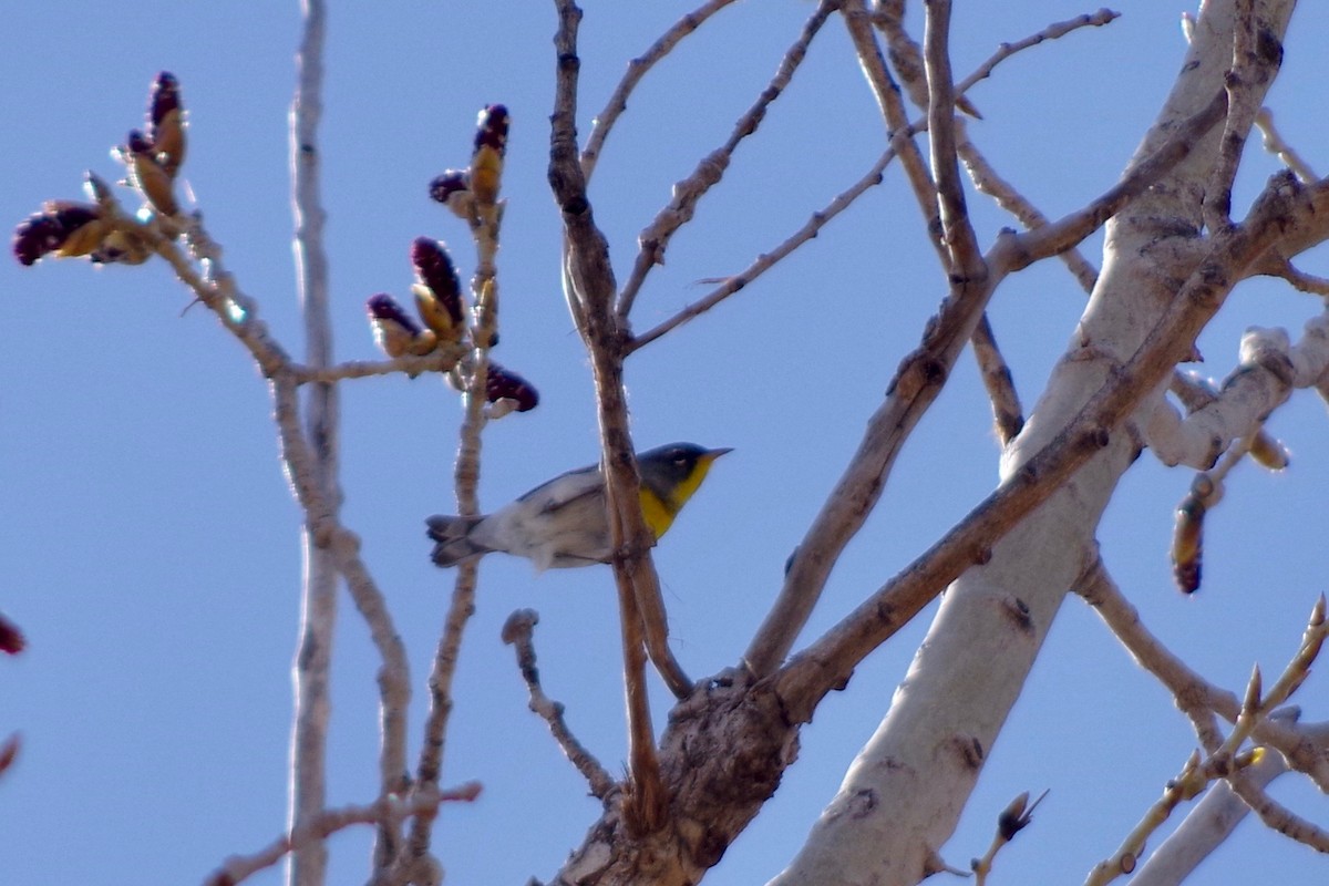 Northern Parula - Alex Patia