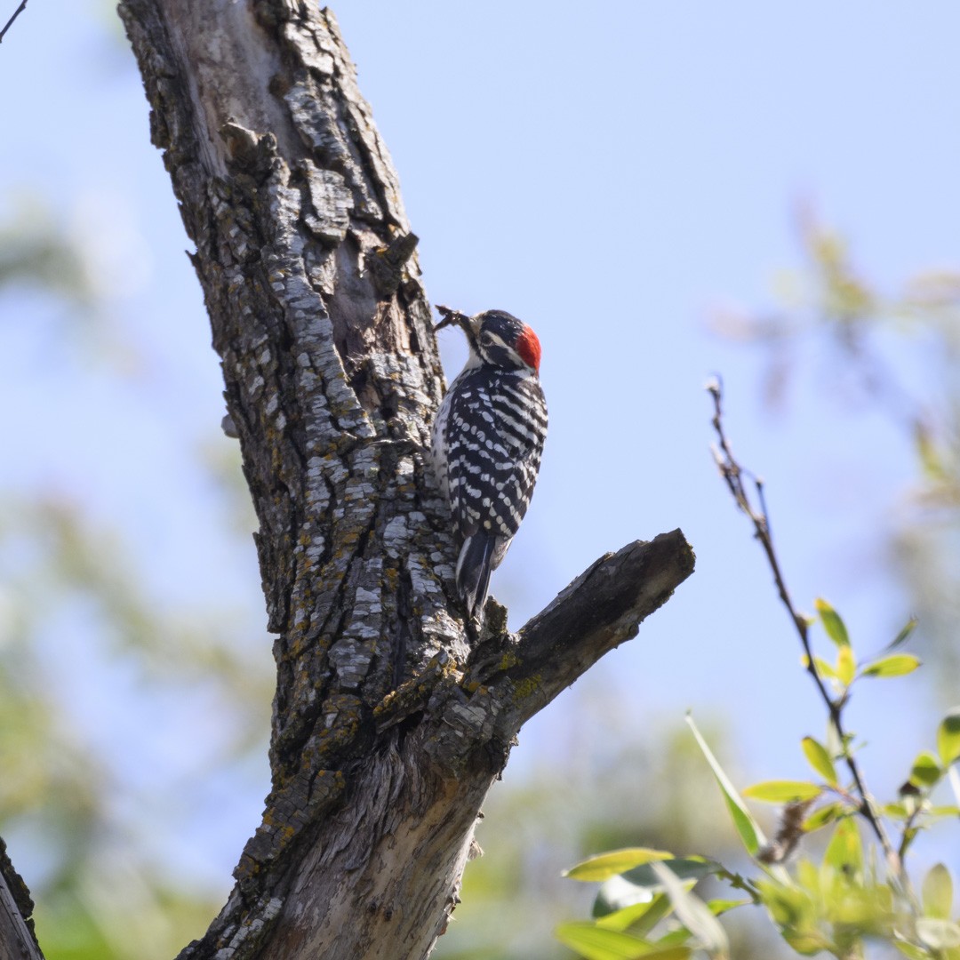 Nuttall's Woodpecker - ML580112111