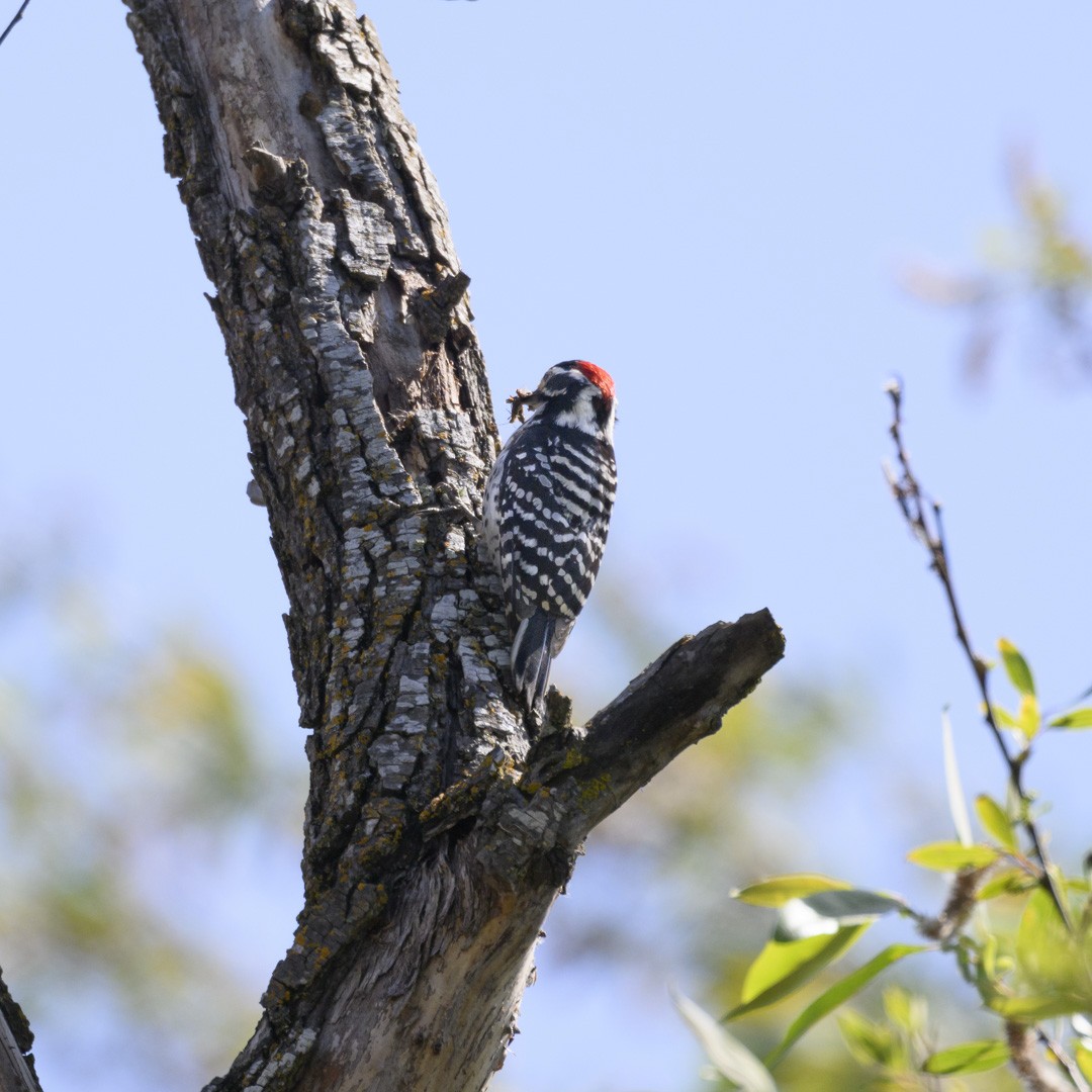 Nuttall's Woodpecker - ML580112121