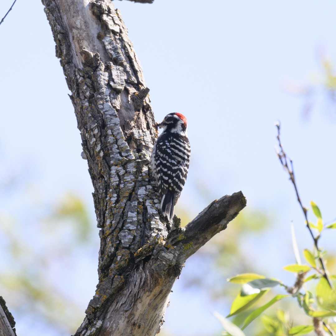 Nuttall's Woodpecker - ML580112131