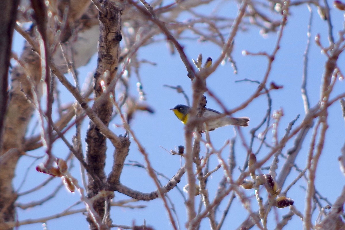 Northern Parula - ML580112181