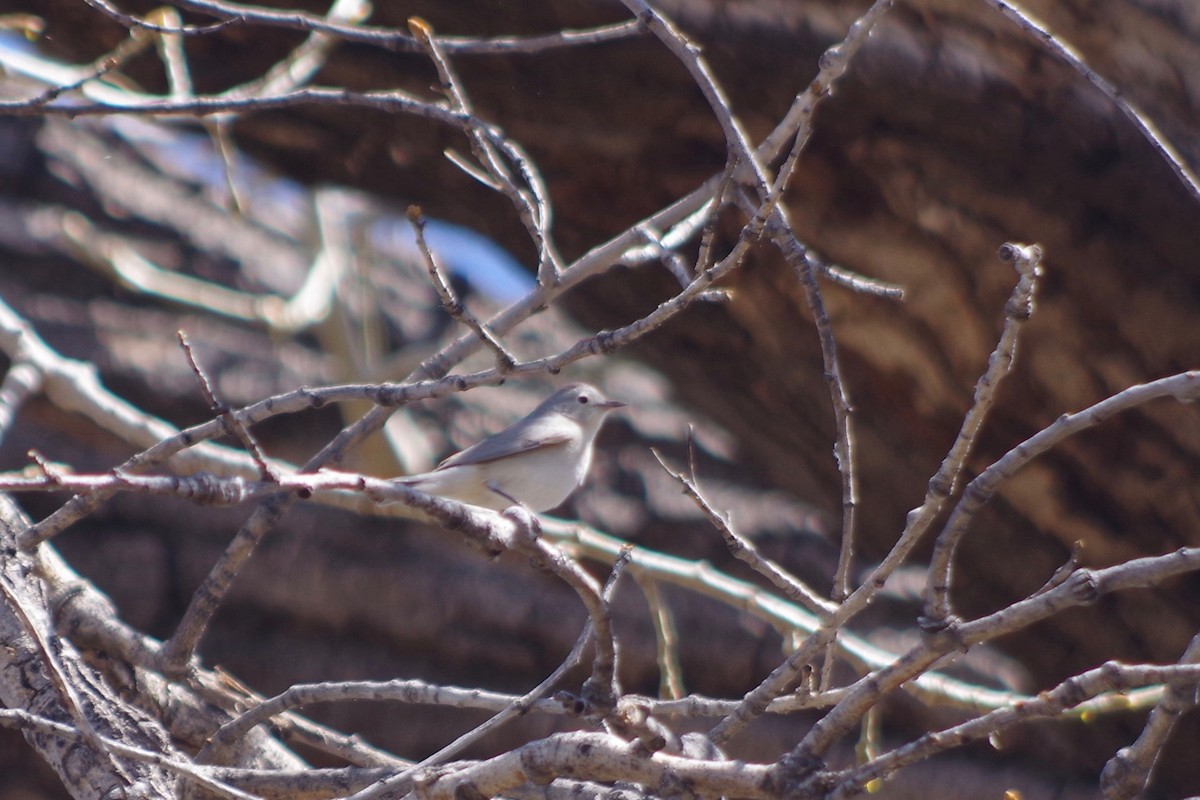 Lucy's Warbler - ML580112221