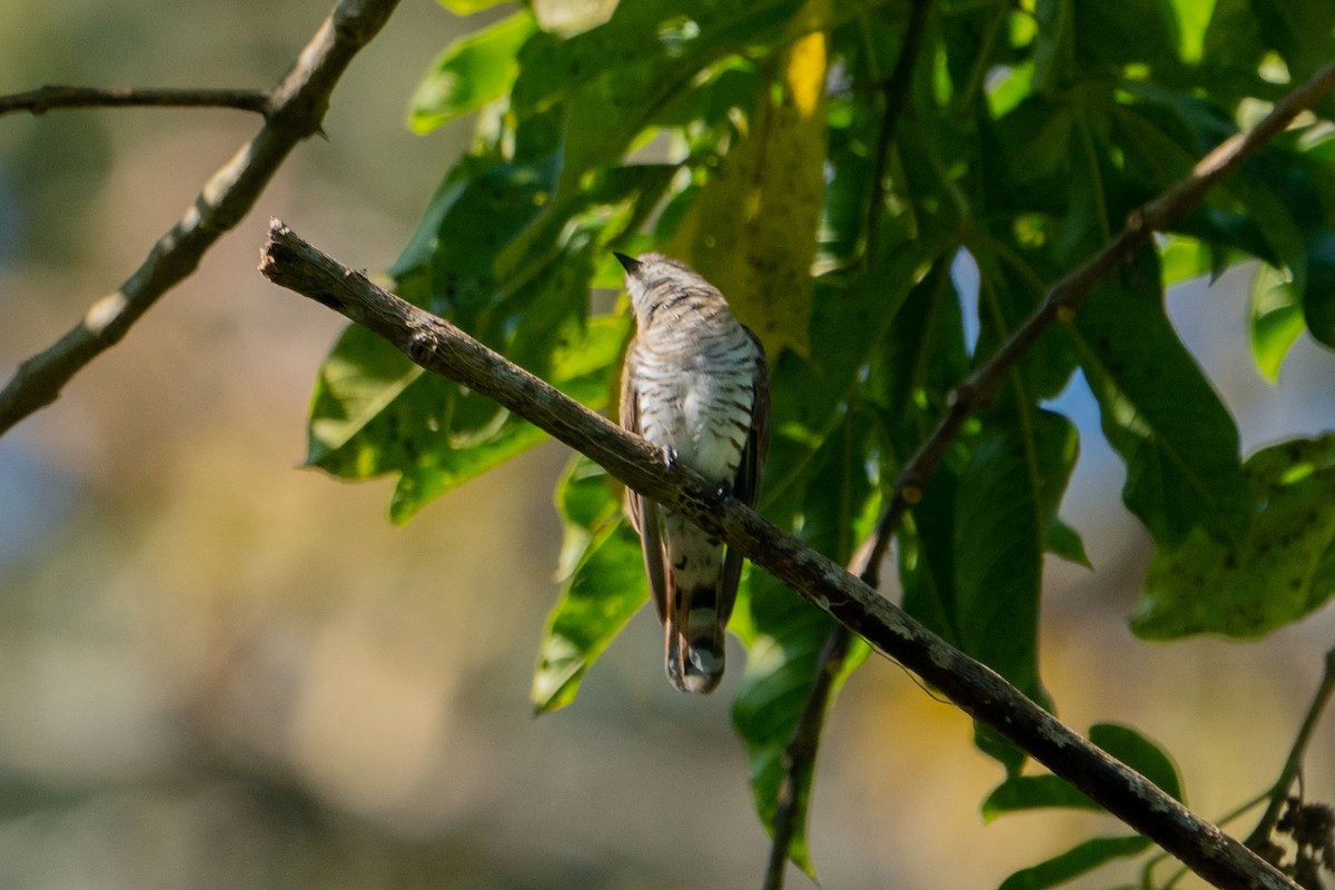 Little Bronze-Cuckoo - ML580112831