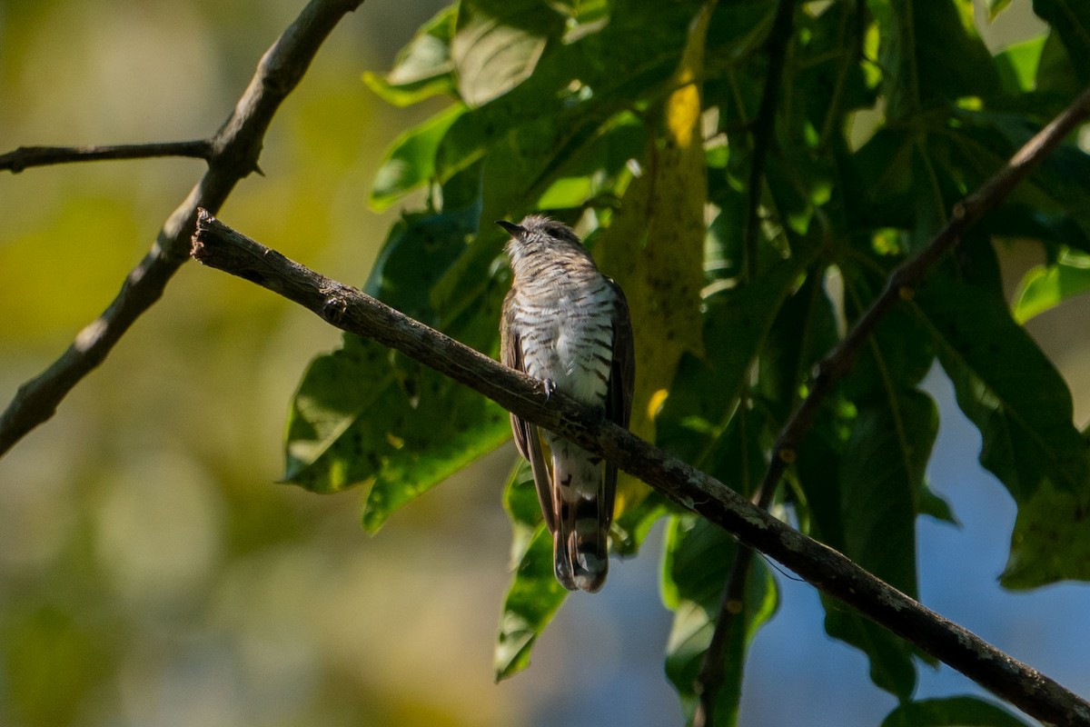 Little Bronze-Cuckoo - ML580112861