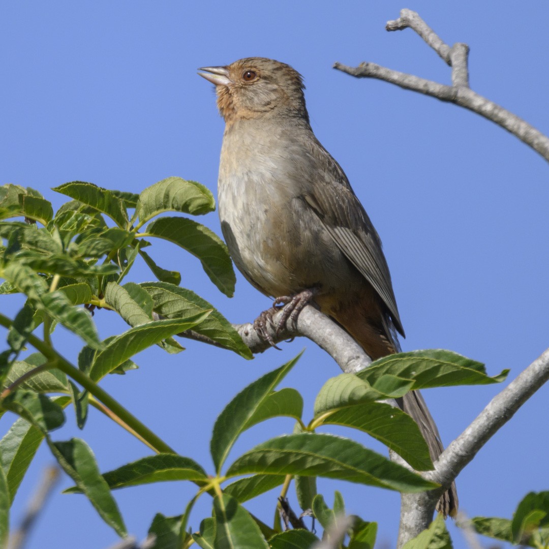 California Towhee - Mike Gifford