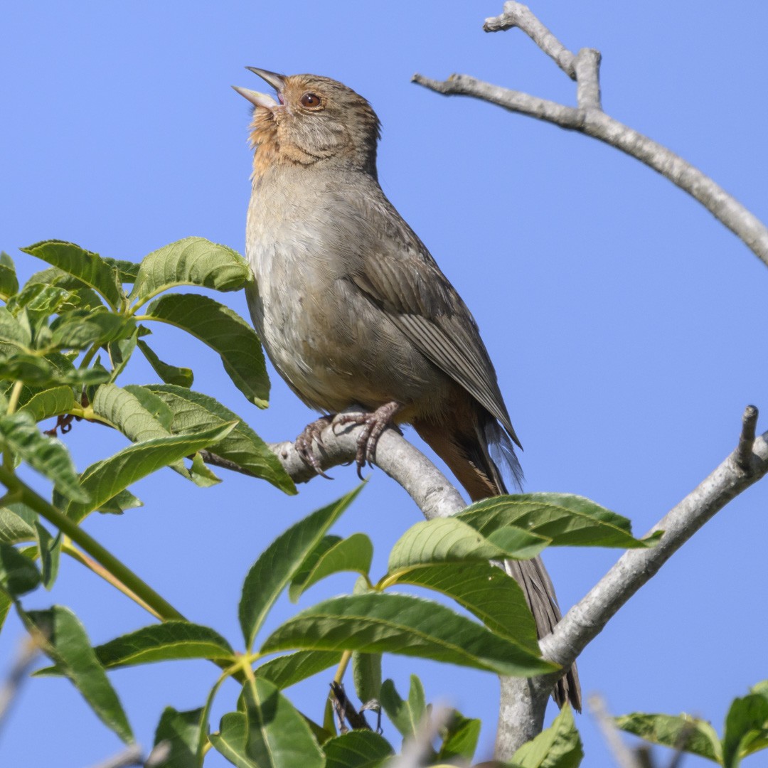 California Towhee - ML580112971