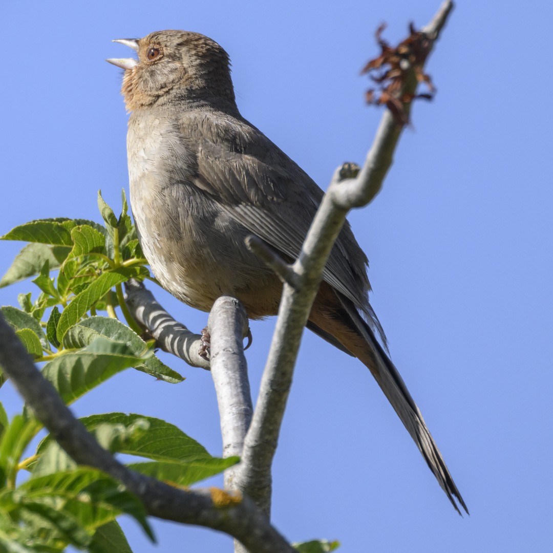 California Towhee - ML580112981