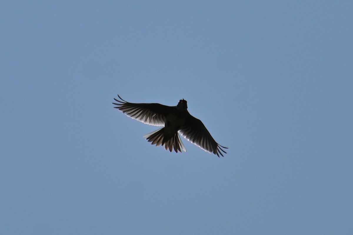 Eurasian Skylark - ML580113491