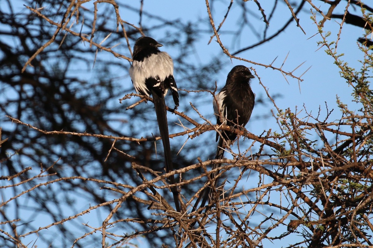 Magpie Shrike - ML580113541