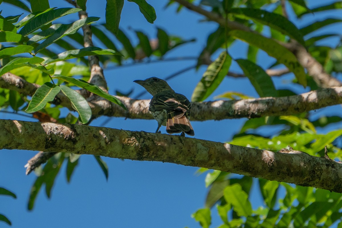 Green Figbird - ML580113681