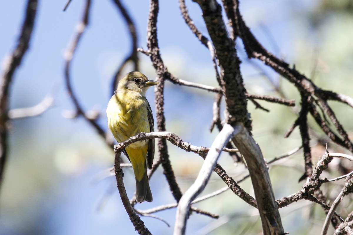 Western Tanager - ML580114011