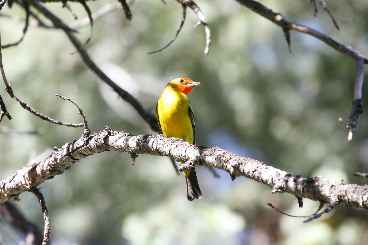 Western Tanager - ML580114041