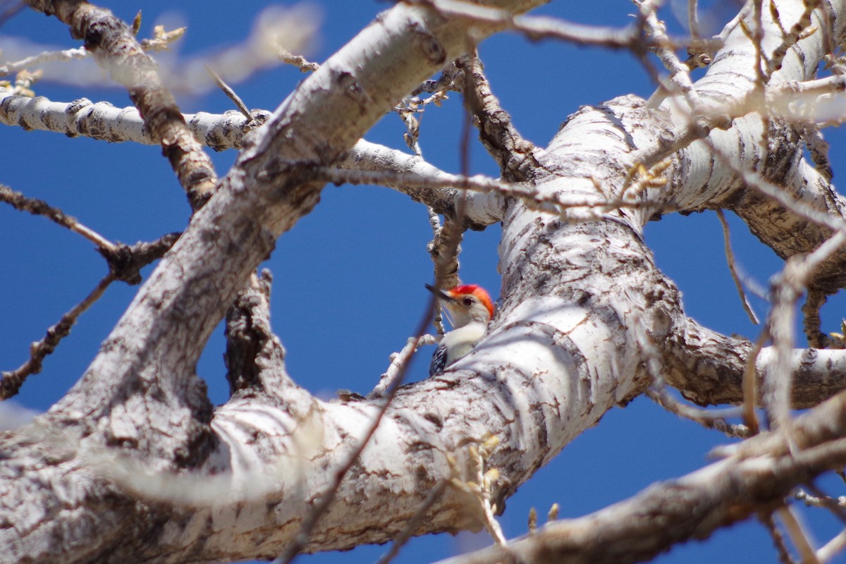 Red-bellied Woodpecker - Alex Patia