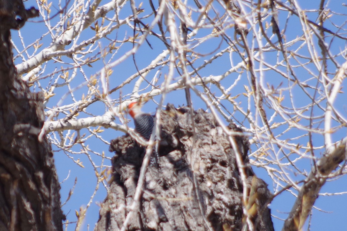 Red-bellied Woodpecker - Alex Patia