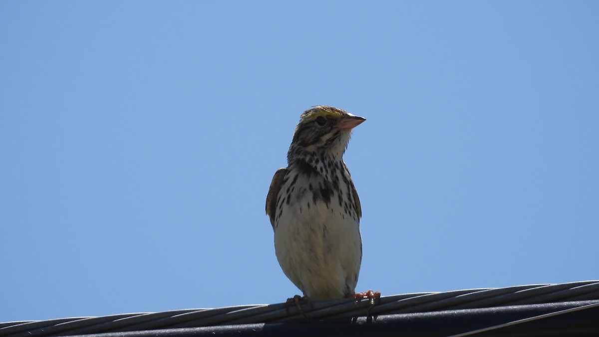 Savannah Sparrow - ML580114261