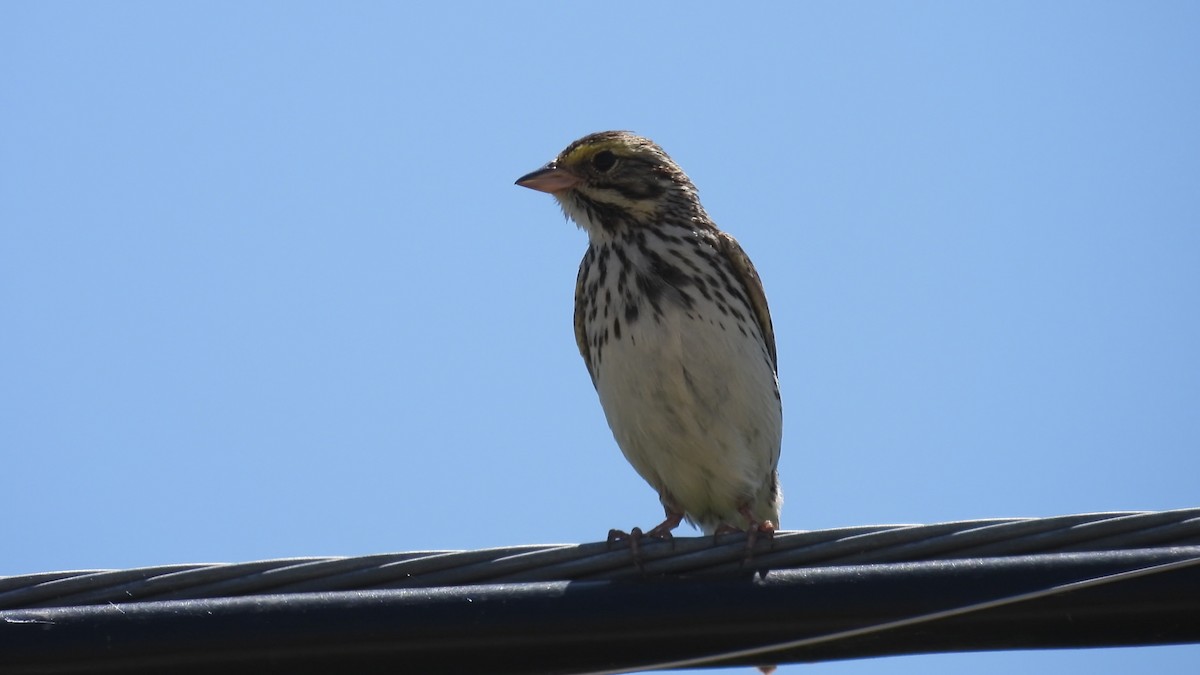 Savannah Sparrow - ML580114271