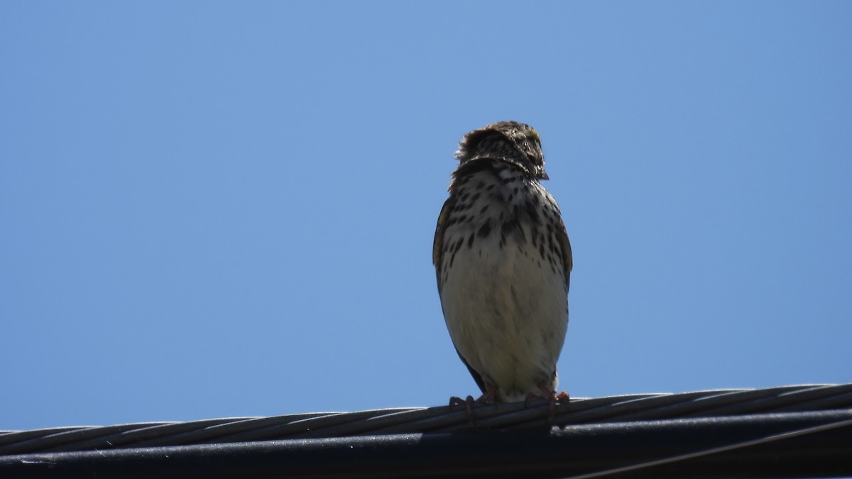Savannah Sparrow - ML580114281