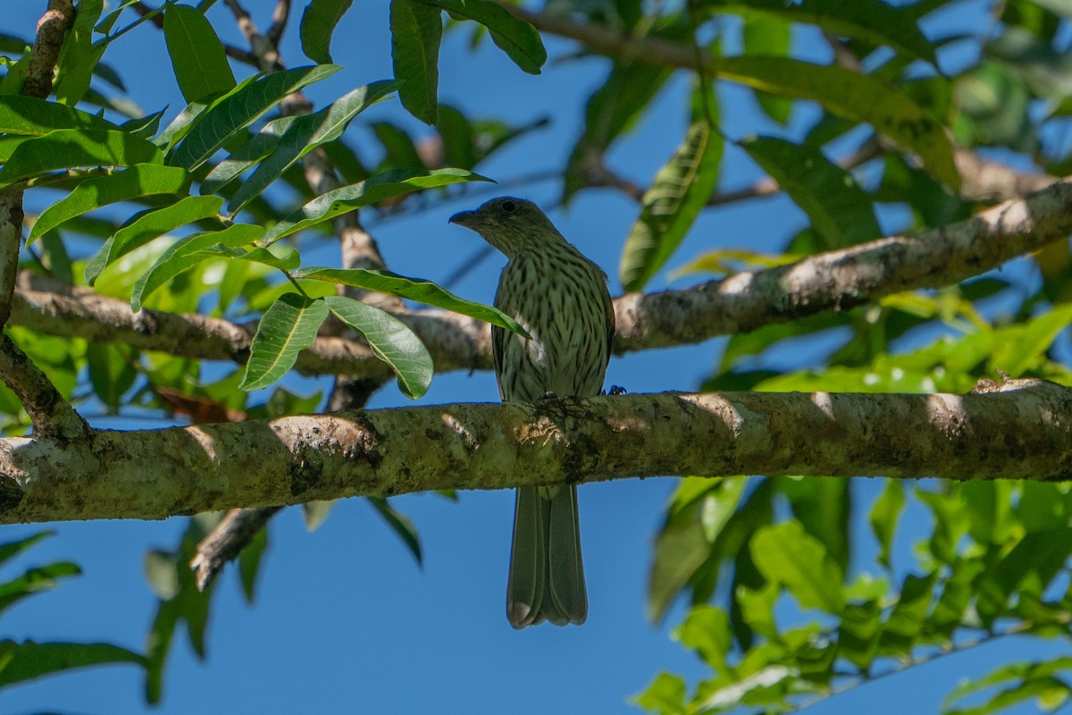 Green Figbird - ML580114531