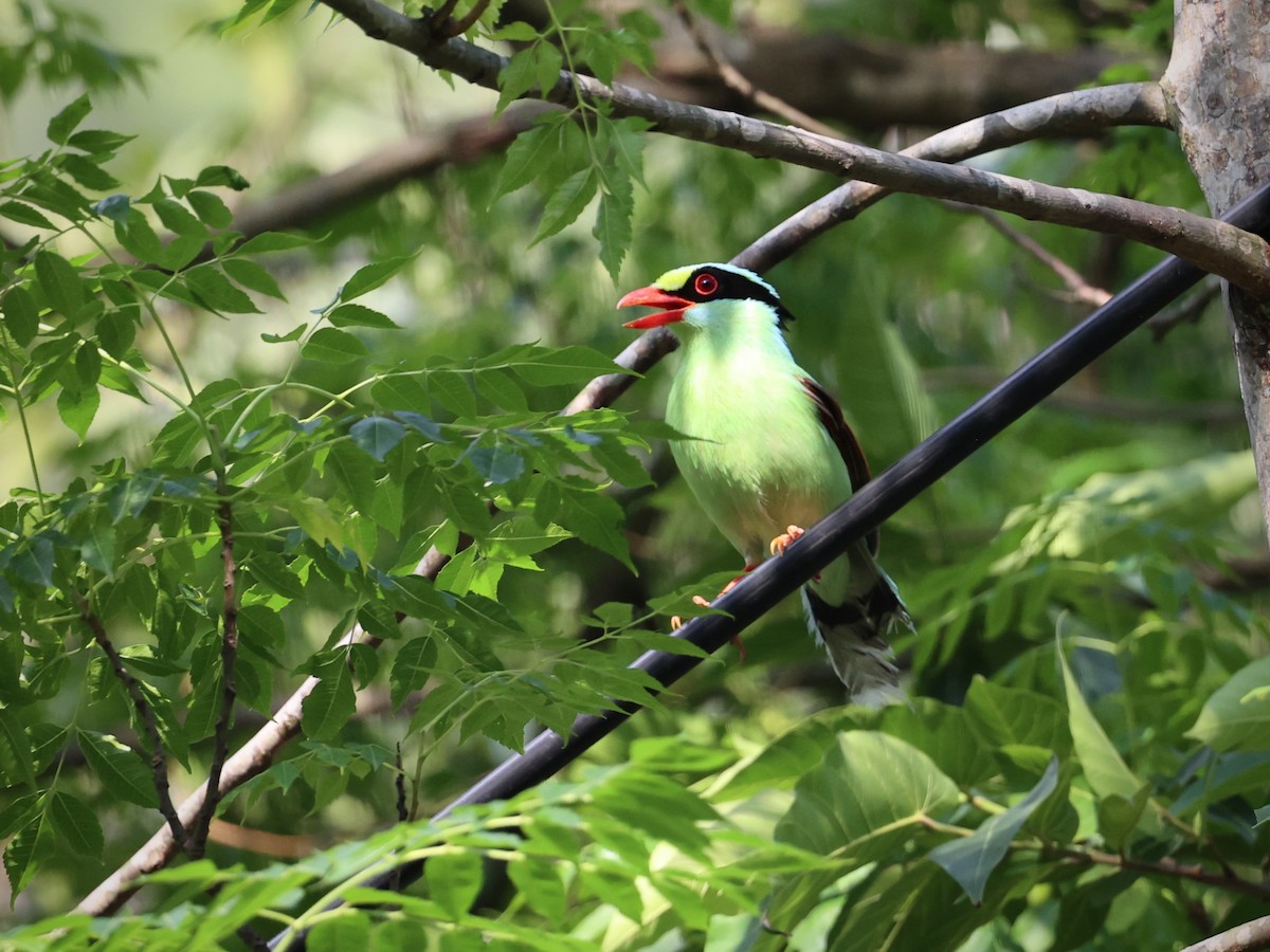 Common Green-Magpie - ML580114921