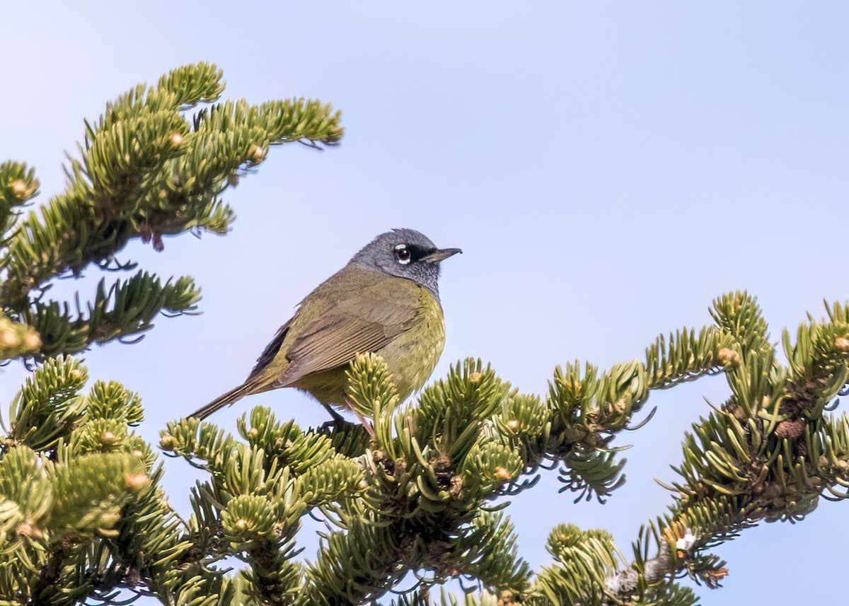 kjerrparula - ML580115061