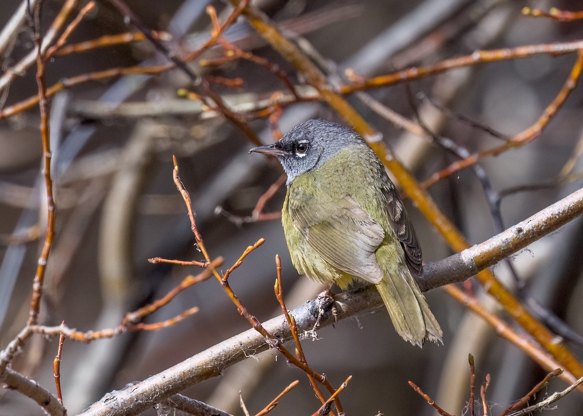 kjerrparula - ML580115071