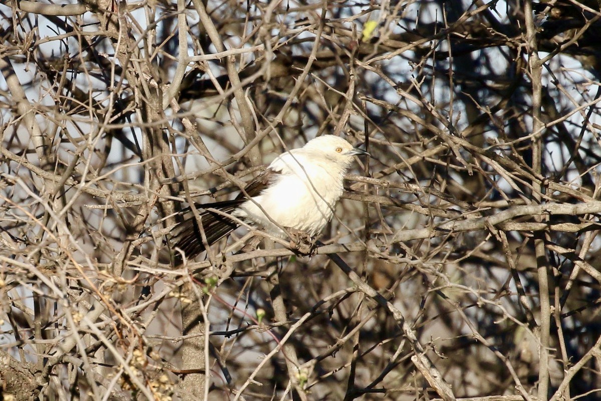 Southern Pied-Babbler - ML580115381