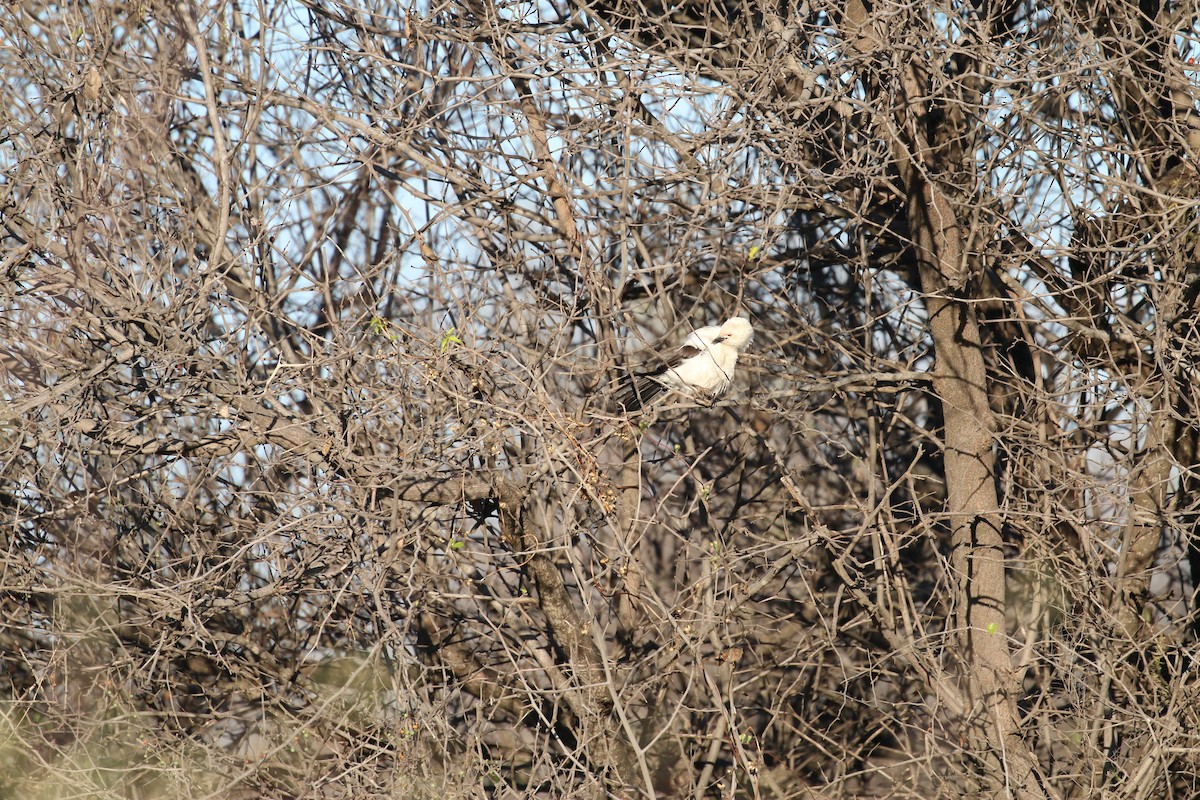 Southern Pied-Babbler - ML580115421