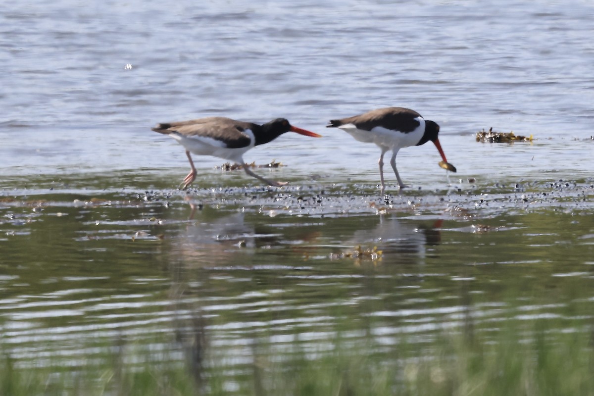 American Oystercatcher - ML580115531