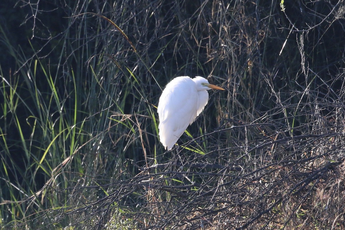 Western Cattle Egret - ML580116071