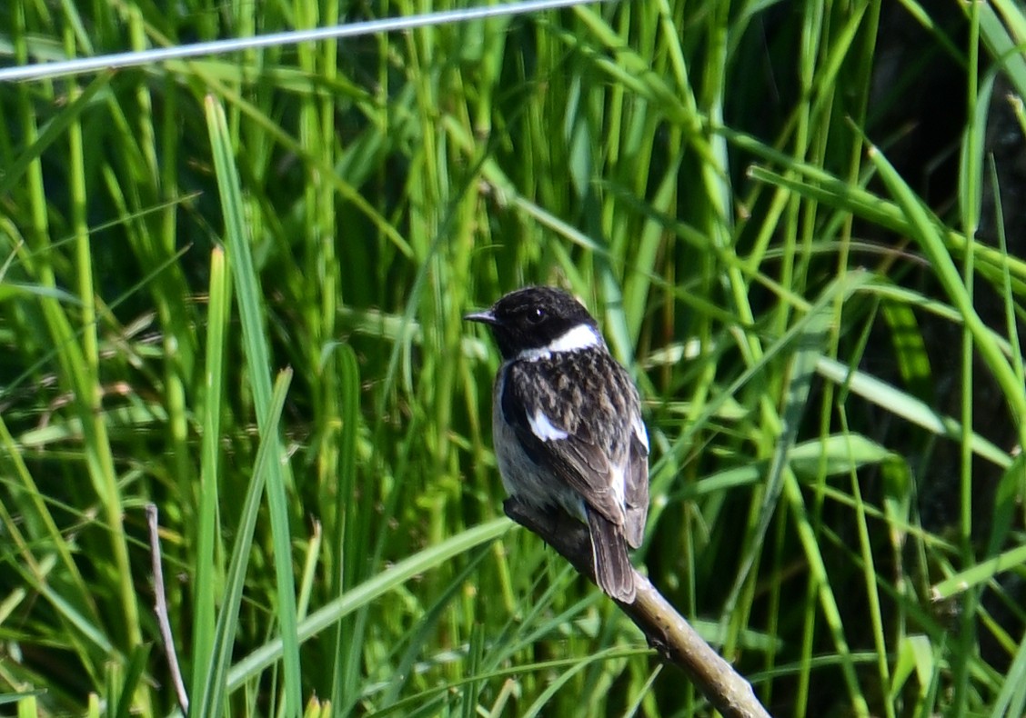 European Stonechat - ML580116261