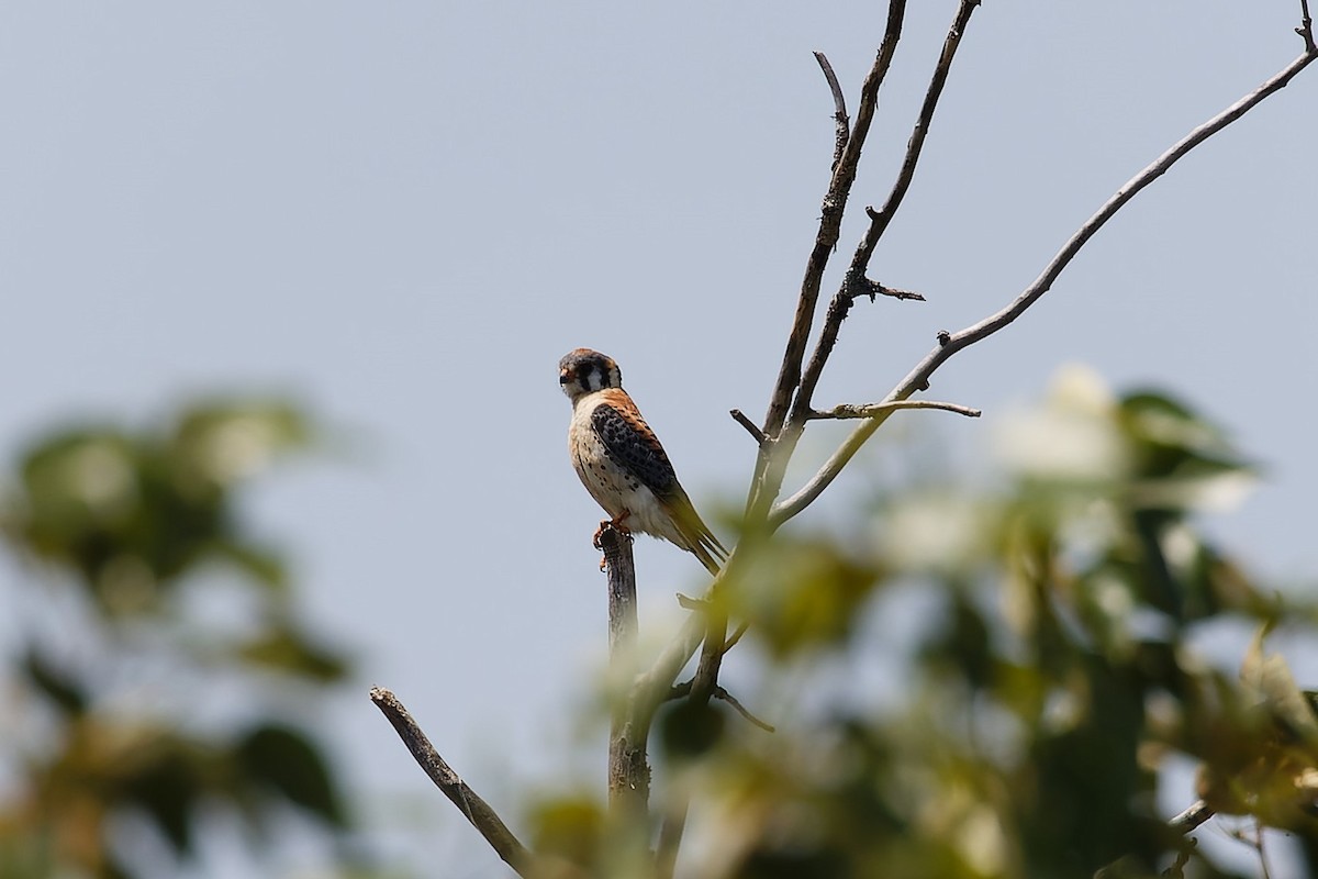 American Kestrel - ML580116811