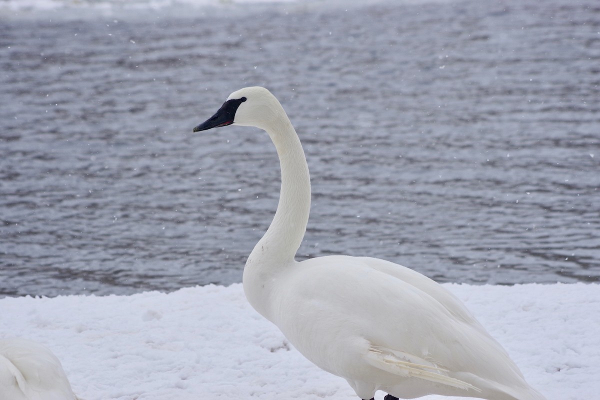 Trumpeter Swan - Alex Patia