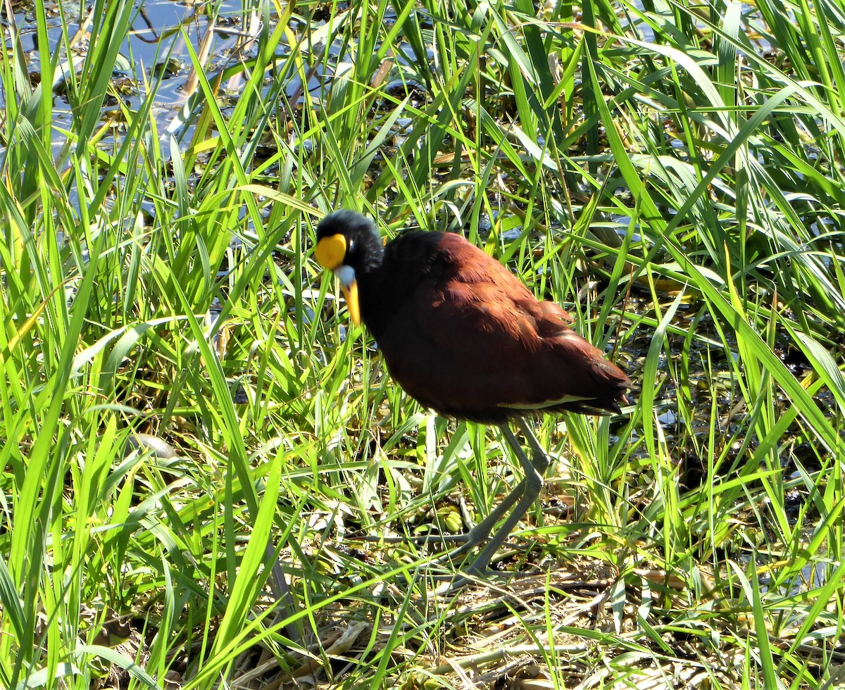 Northern Jacana - ML580118161