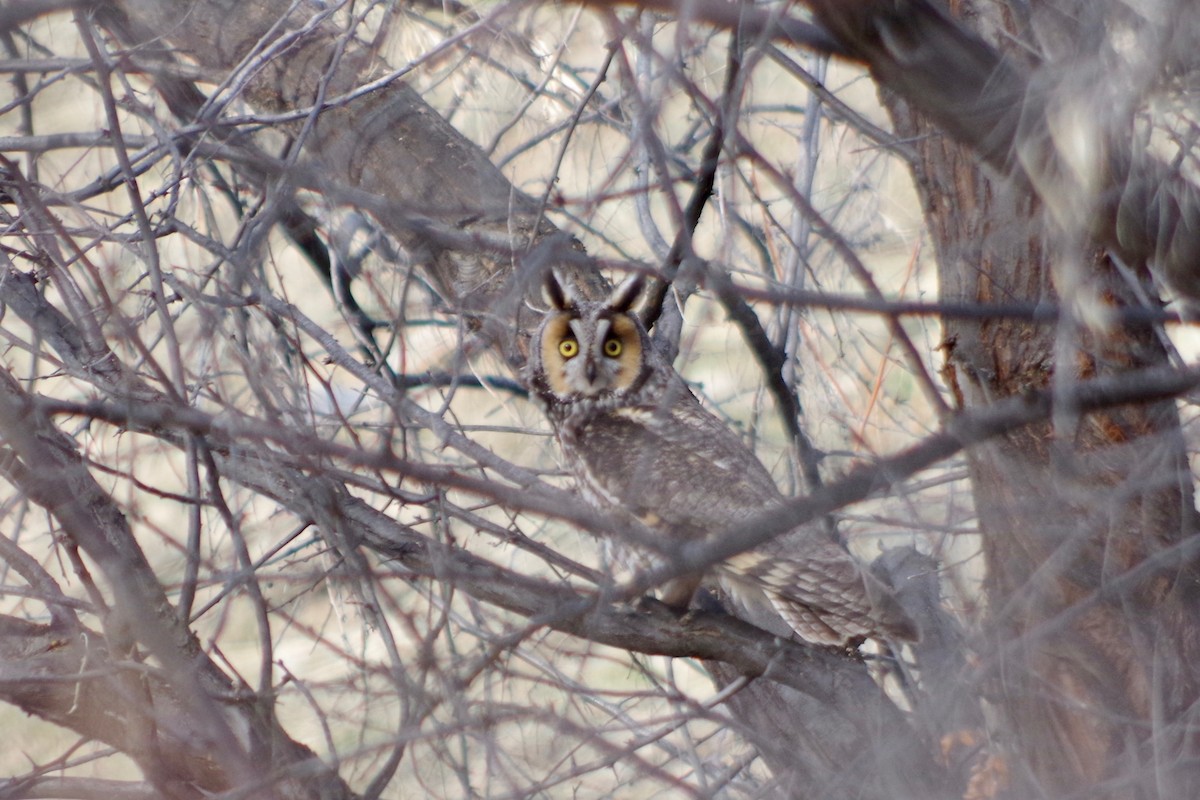 Long-eared Owl - ML580118461