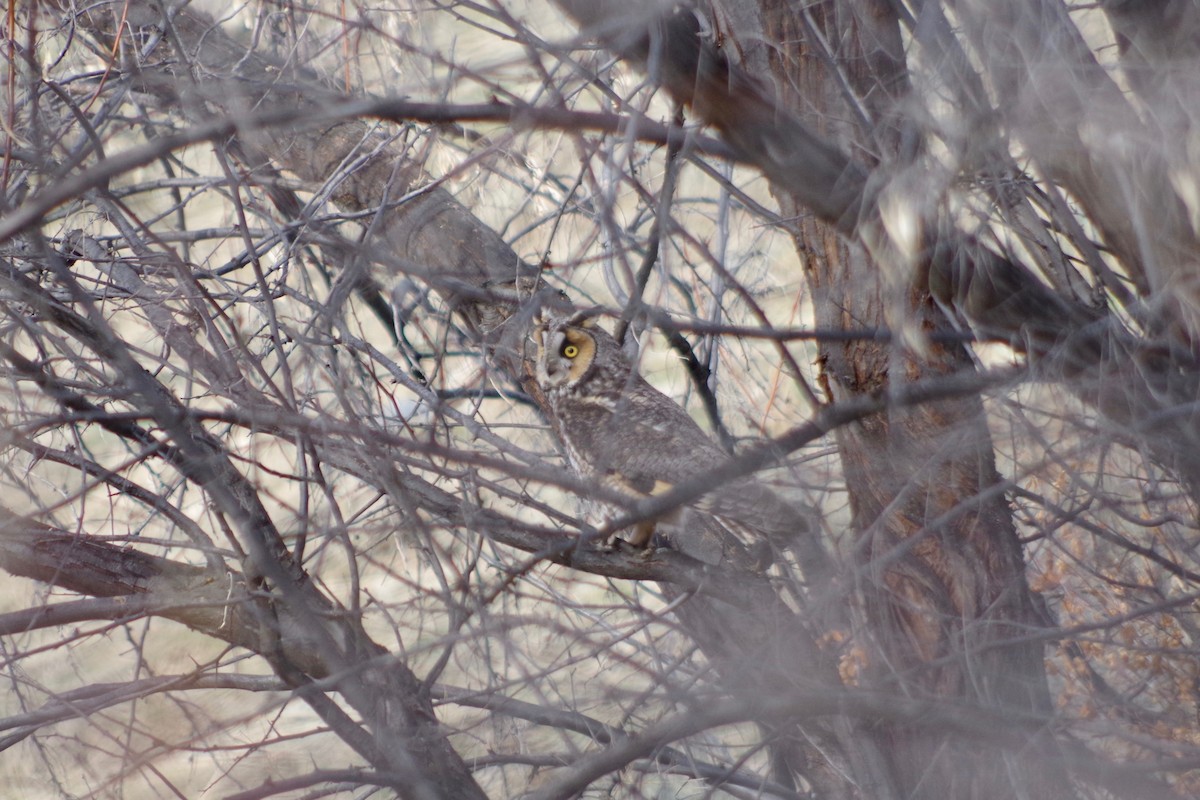 Long-eared Owl - ML580118471