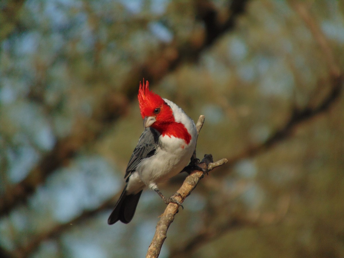 Red-crested Cardinal - Franco Palandri