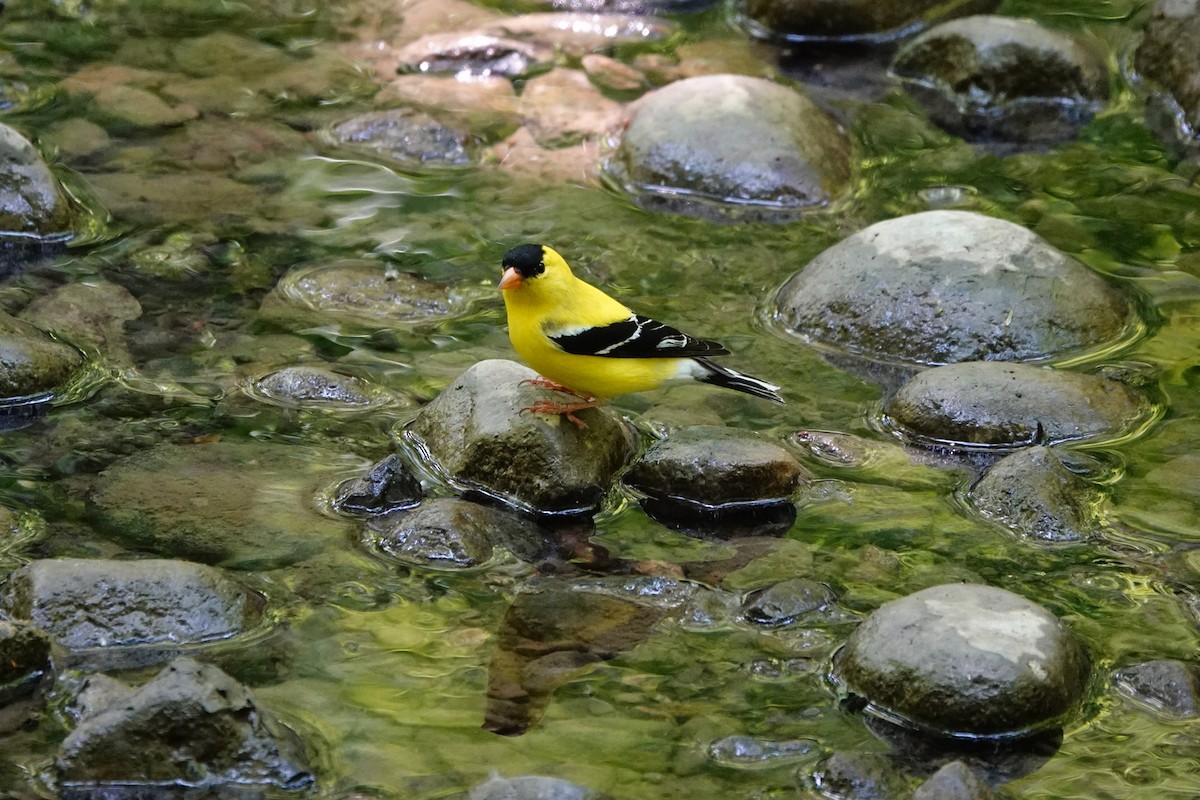 American Goldfinch - mc coburn