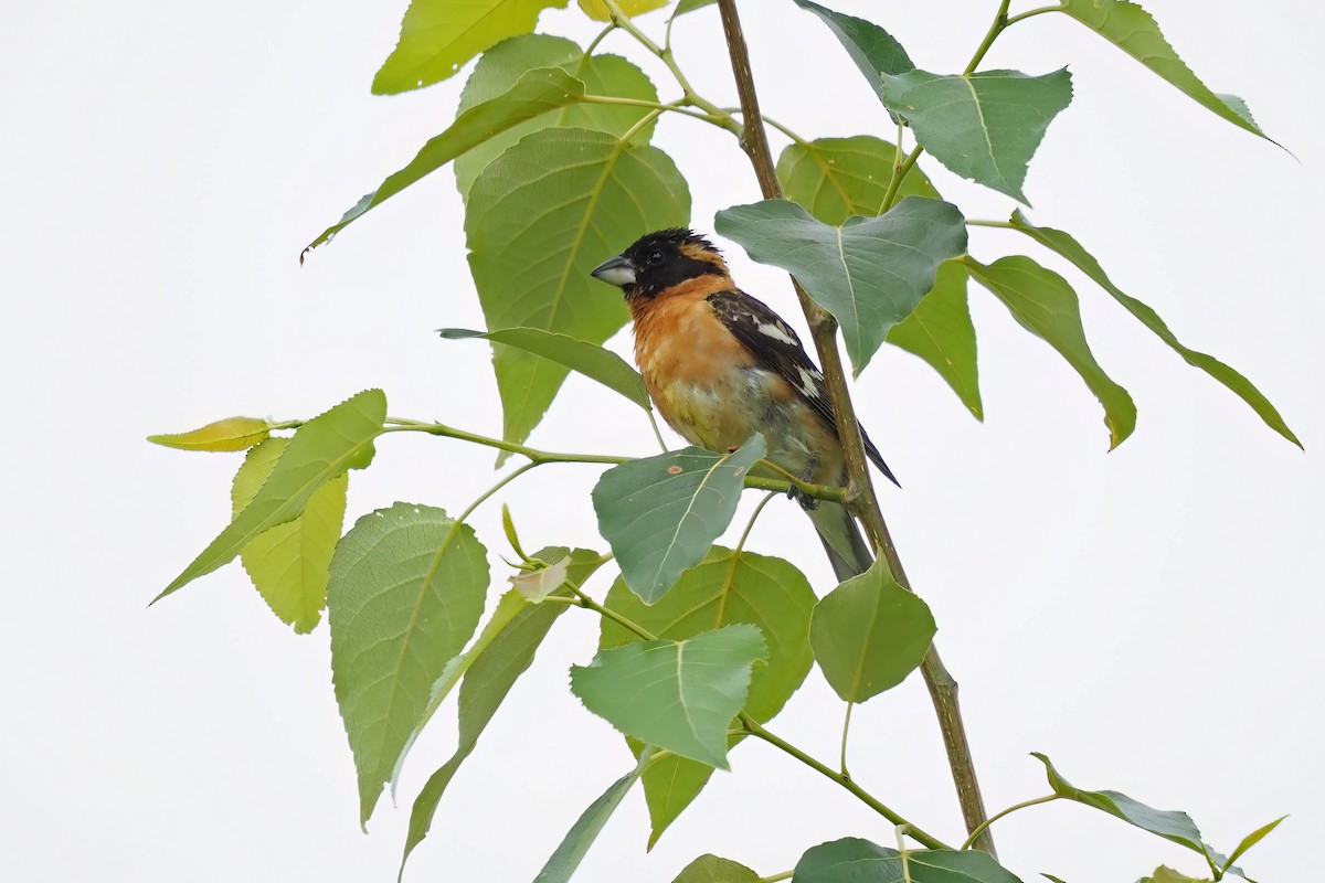 Black-headed Grosbeak - ML580119131