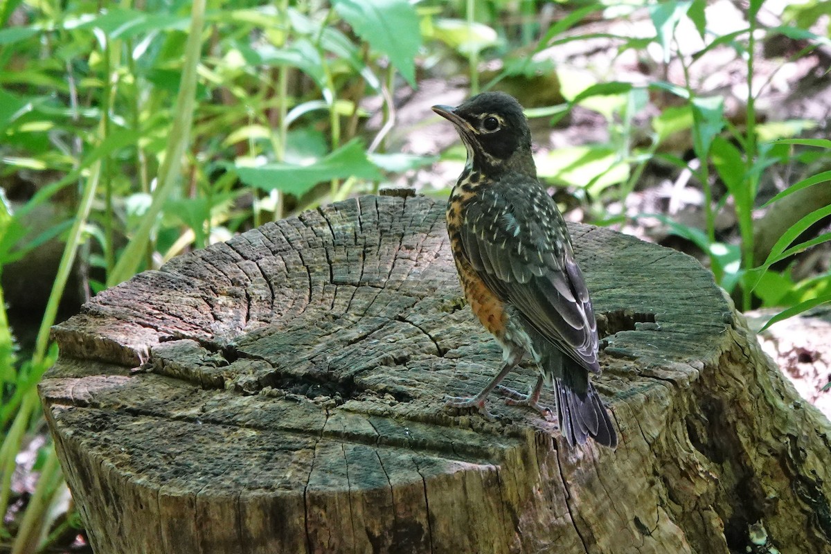 American Robin - mc coburn