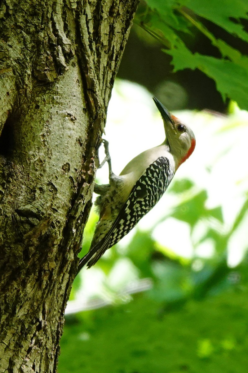 Red-bellied Woodpecker - mc coburn