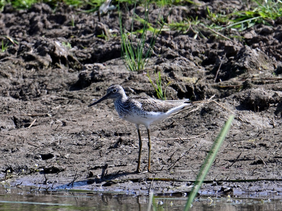 Common Greenshank - ML580119361