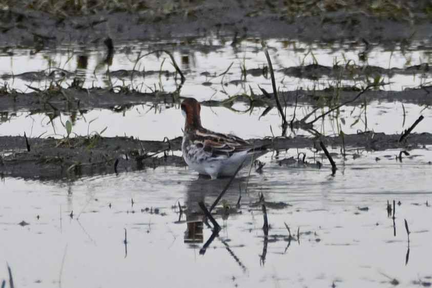 Red-necked Phalarope - ML580120811