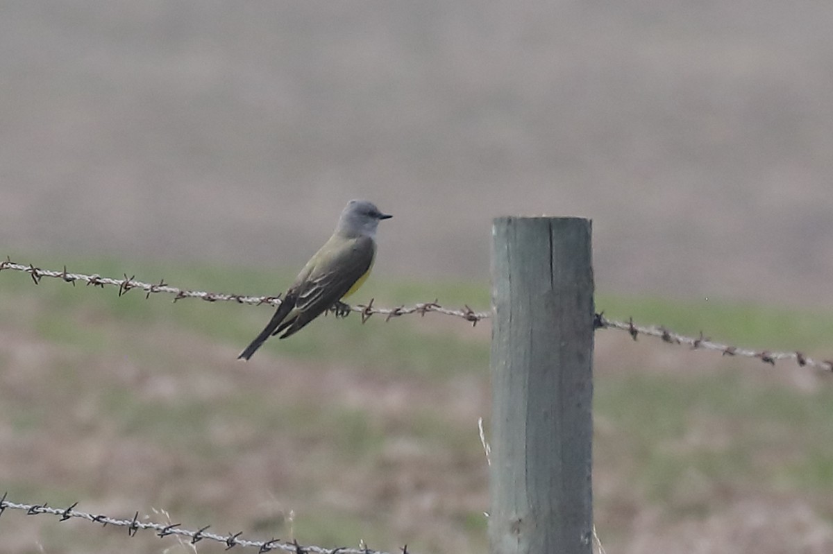 Western Kingbird - ML580121381