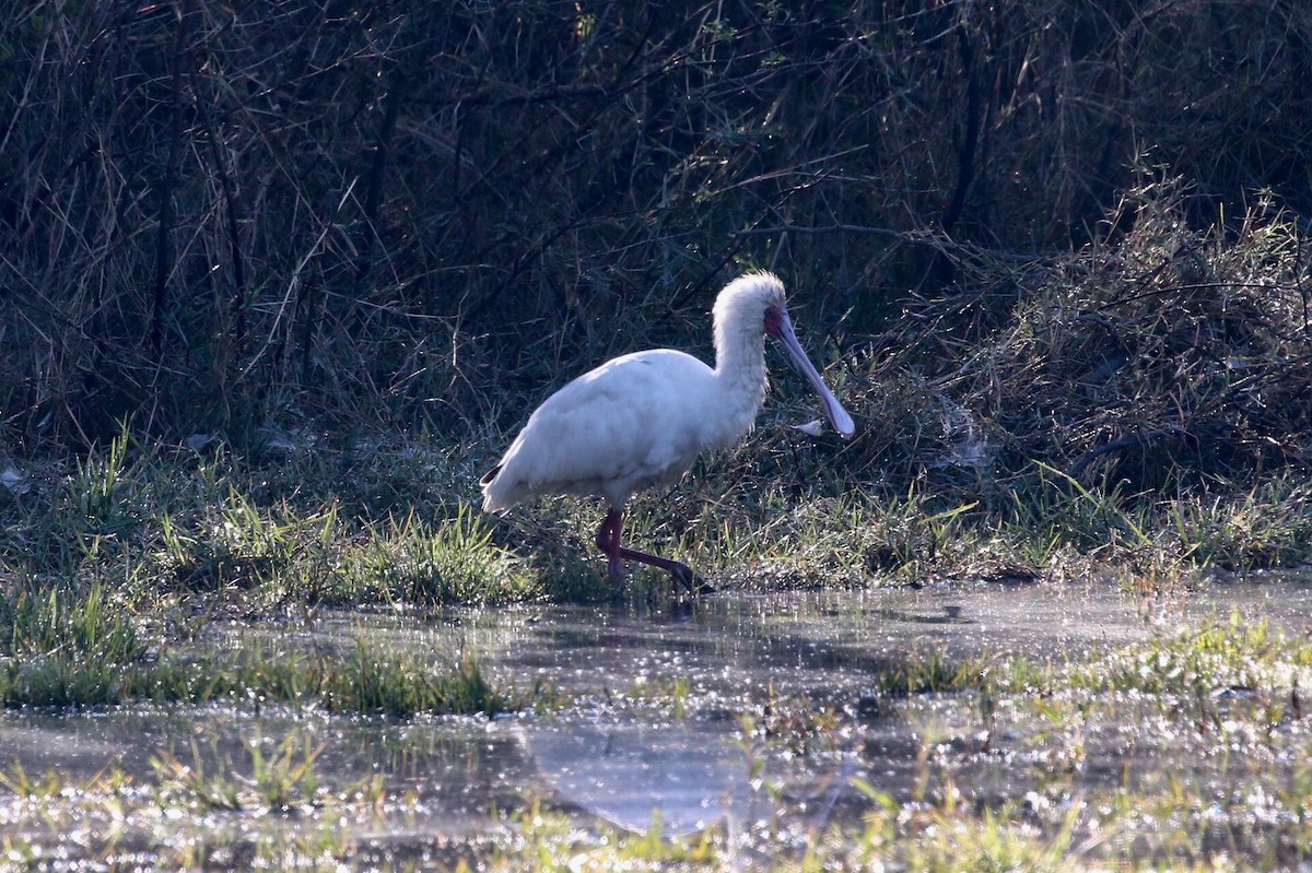 African Spoonbill - ML580122171