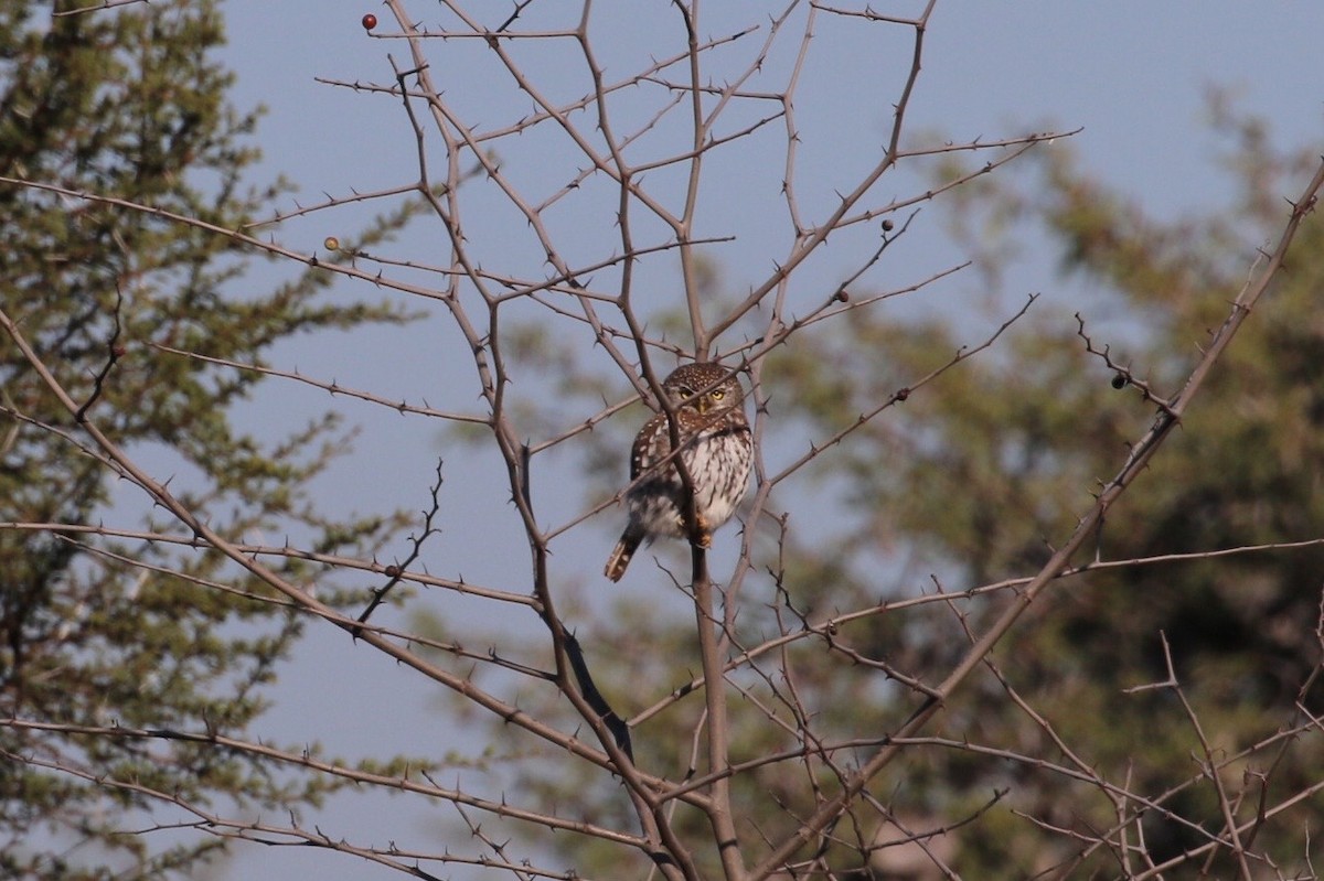 Pearl-spotted Owlet - ML580122351